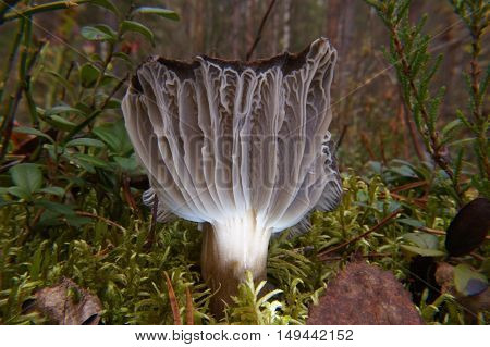 Autumn Fungus,grew In Moss, , Macro Landscape Selective Focus