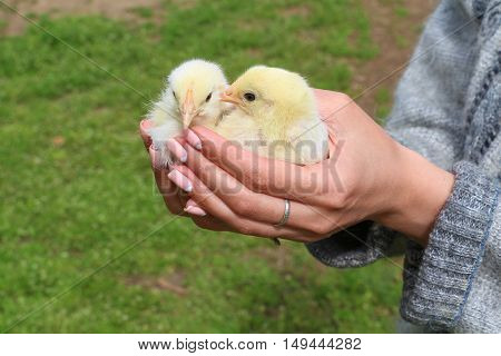Hand hold caring for a small chickens