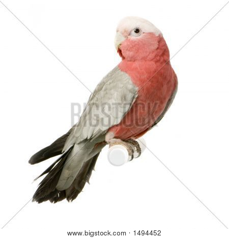 Galah