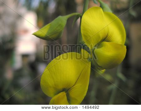 Bloem