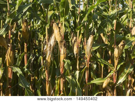 Corn field in Ponikva town near Celje, Slovenia
