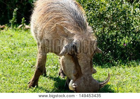 Close Up View Of A Warthog - Pumba