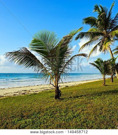 Picturesque Coast Diani
