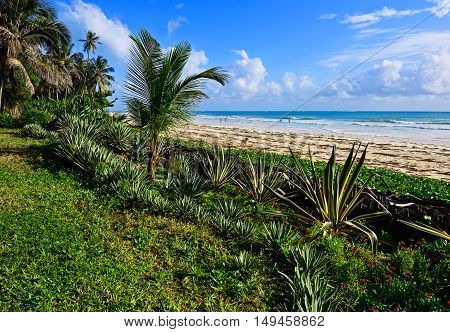 Picturesque Coast Diani