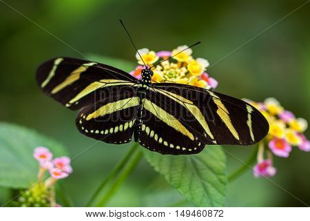 Tropical butterfly dido longwing on the flower.