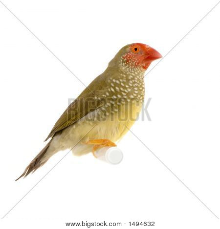 Ruficauda