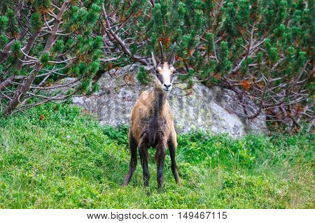 Chamois (Rupicapra Carpatica) in High Tatra Mountains Poland