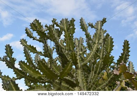 Large Cactus Against A Cloudy Sky In Aruba.