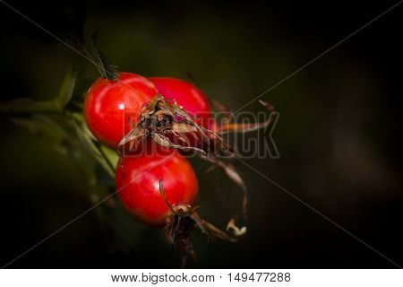 rose hips still growing on the plant