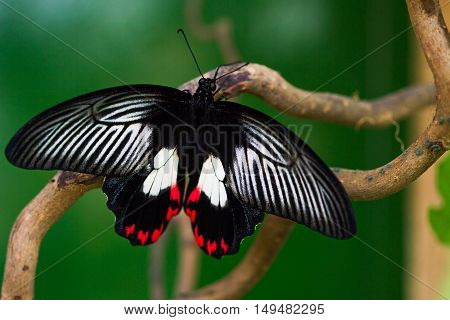 Tropical butterfly on the tree. Macro photography of nature.