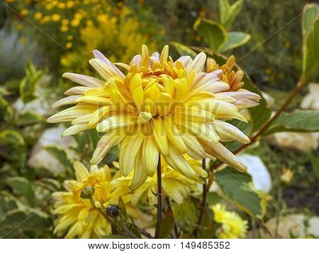 It is time for of flowering of autumn colors. Flowering autumn chrysanthemums.