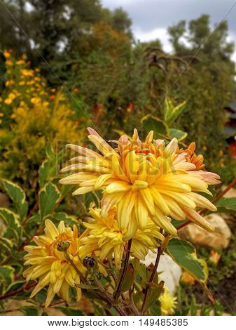 It is time for of flowering of autumn colors. Flowering autumn chrysanthemums.