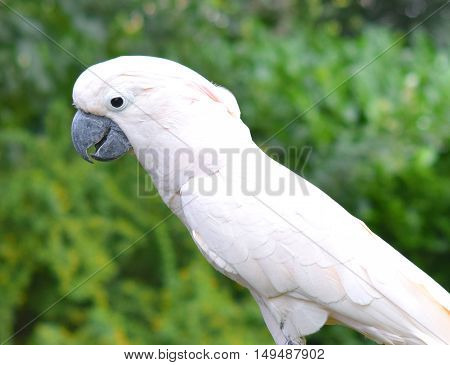 cute happy moluccan cockatoo parrot bird close up