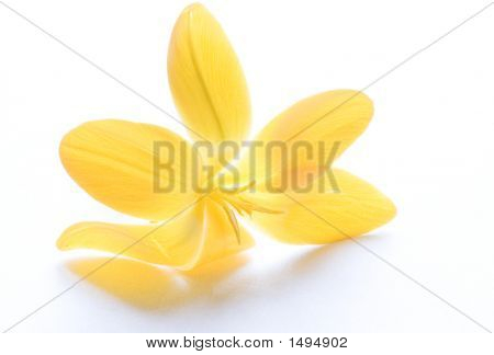 Crocus