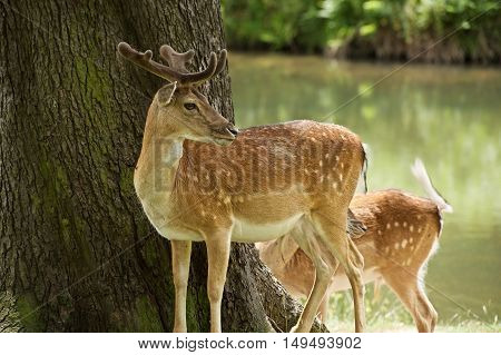 A photo of 2 Fallow deer, on Bradgate Park, it was a hot summers day, and many people about, but these deer are not afraid to be close to people. Close by, a meandering stream winds it's way in the background.   Bradgate was first enclosed as a deer park