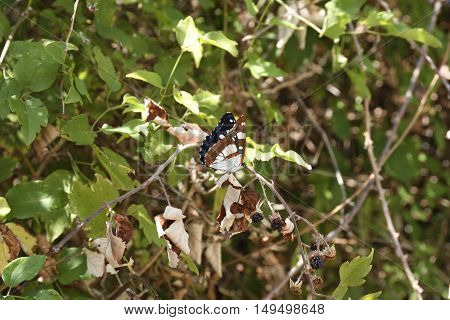 A day butterfly (Hesperiidae-Nymphalidae) sitting on a berry bush.
