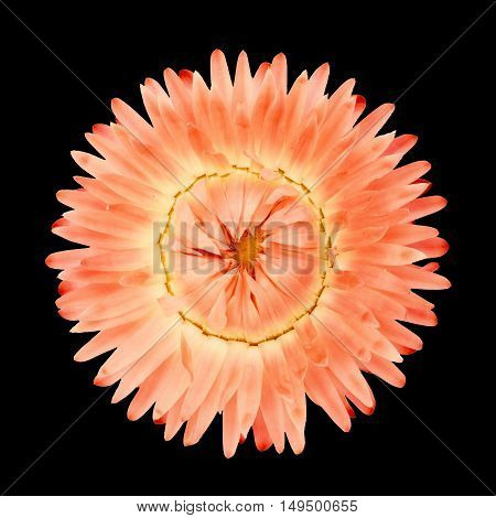 yellow sanflower isolated on black bakground. Helianthus annuus.