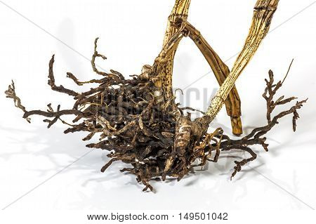 Dead Dry Pseudobulbs And Roots Of Cattleya Orchid
