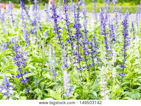 Blooming Salvia leucantha in garden with sunlight.