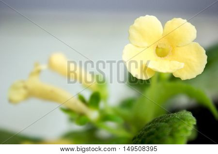 close up view of yellow Episcia home plant
