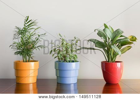 Plants on colorful pots decorating a table