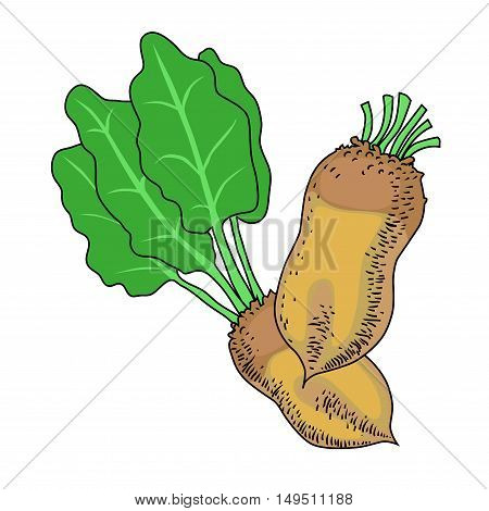 Beetroot vegetable, cartoon illustration. The beets with leaves. Organic food. Vector