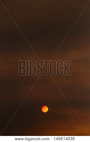 Bird flying over orange sun over a red sky