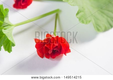 Rosebud pelargonium. Red heranium flower with the green leaves.