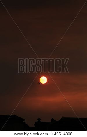 Bird flying over orange sun over a red sky