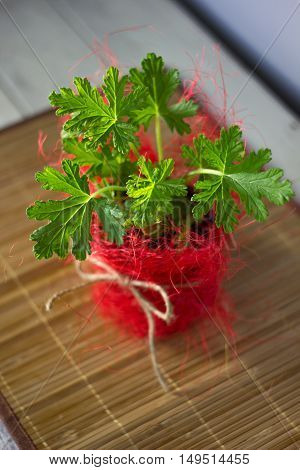 Heranium home plant. Lemon scented heranium in red flowerpot