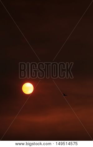 Bird flying over orange sun over a red sky