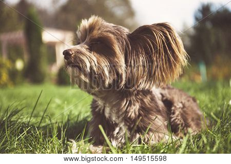 Brown Chinese crested dog on a green grass.