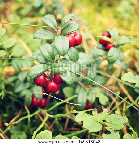 Deep red Lingonberry in the forest. Organic food. Cowberry in the nature. Autumn photo. Toned effect. Go Fruitarian! Go vegan!