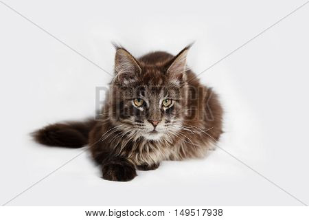 A pure breed Maine Coon kitten on a white background