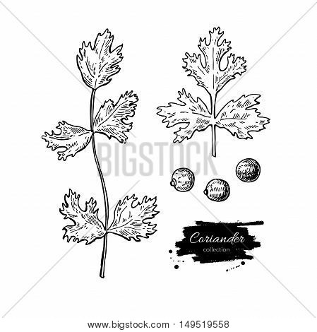 Coriander vector hand drawn illustration set. Isolated spice object. Engraved style seasoning. Detailed organic product sketch. Cooking flavor ingredient. Great for label, sign, icon