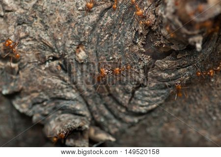 Leafcutter ants (Atta sexdens). Wildlife animal. 