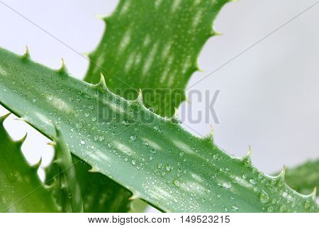 Aloe Vera leaves with water drops close up