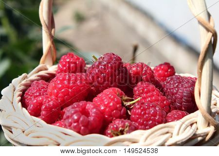 Fresh ripe raspberries in the wicker basket