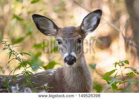 Piebald Whitetailed Buck