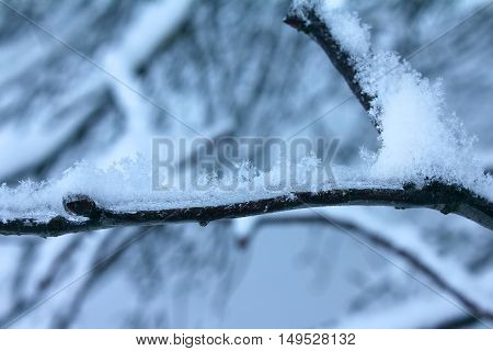 Snow covered winter icy tree branch. Snowflake closeup.