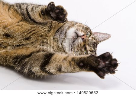 A cat spreading out its claws towards the viewer on a white background