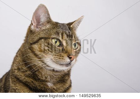 Closeup of the head of a cat against a white background
