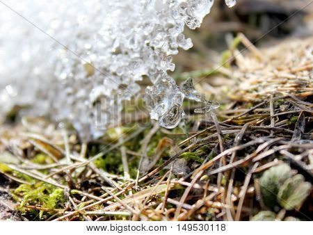 Spring melting ice on the ground. Grass sprouts under the melting ice. Earth day.