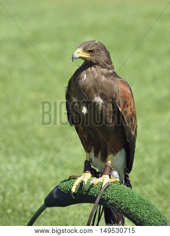 Harris Hawk - Parabuteo unicinctus Falconry bird at display