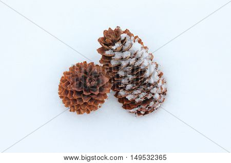 Two conifer cones in snow close up