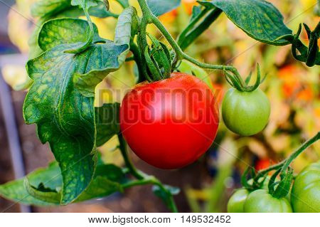 Organic tomato growing in vegetable garden. Tomato growing in open ground. Healthy food concept.