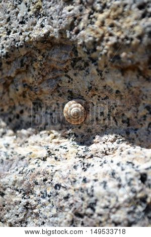 shell climbing on the ancient stone wall