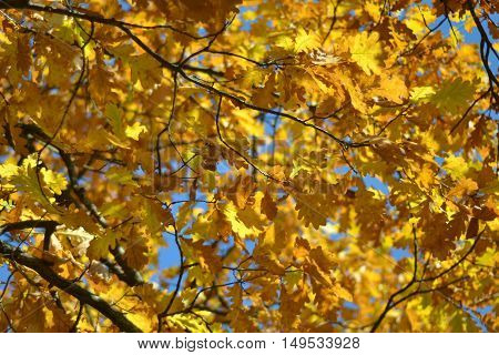 Fall autumn leaves background. A tree branch with autumn leaves