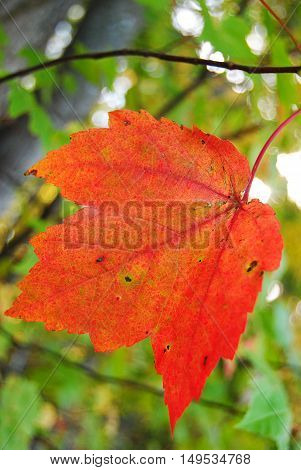 Autumn is a second spring when every leaf is a flower.-Albert Camus