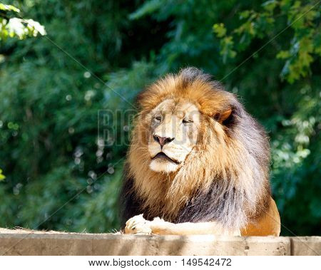 Male lion seated in the sunlight; with copy space for text